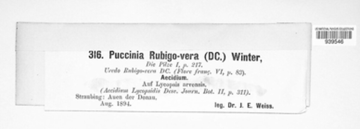 Puccinia recondita image